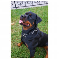 Rottweiler, Köpek  Zoe fotoğrafı