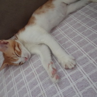 Tekir Kedi, Kedi  Şeker fotoğrafı