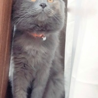 British Shorthair, Kedi  Lily fotoğrafı