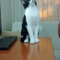 Siyam Kedisi, Kedi  junior şımarık fotoğrafı