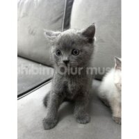 British Shorthair, Kedi  Safkan Britsh ve Blue Point fotoğrafı