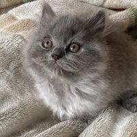 British Shorthair, Kedi  Safkan Britsh ve Blue Point fotoğrafı