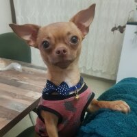 Chihuahua, Köpek  tarçın fotoğrafı