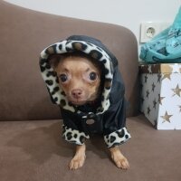 Chihuahua, Köpek  tarçın fotoğrafı