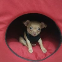 Chihuahua, Köpek  tarçın fotoğrafı