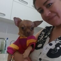 Chihuahua, Köpek  tarçın fotoğrafı