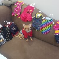 Chihuahua, Köpek  tarçın fotoğrafı