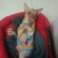 Chihuahua, Köpek  tarçın fotoğrafı