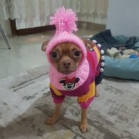 Chihuahua, Köpek  tarçın fotoğrafı