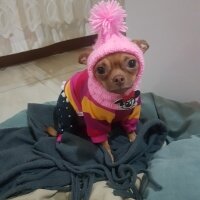 Chihuahua, Köpek  tarçın fotoğrafı