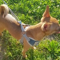 Chihuahua, Köpek  tarçın fotoğrafı