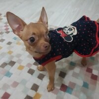 Chihuahua, Köpek  tarçın fotoğrafı