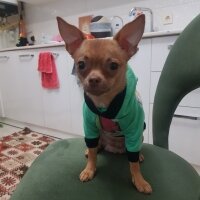 Chihuahua, Köpek  tarçın fotoğrafı