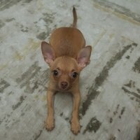 Chihuahua, Köpek  tarçın fotoğrafı