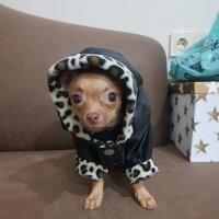 Chihuahua, Köpek  tarçın fotoğrafı