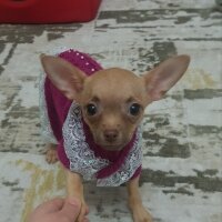 Chihuahua, Köpek  tarçın fotoğrafı