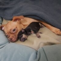 Chihuahua, Köpek  tarçın fotoğrafı