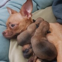 Chihuahua, Köpek  tarçın fotoğrafı