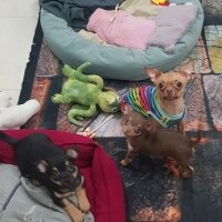 Chihuahua, Köpek  tarçın fotoğrafı