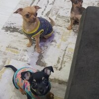 Chihuahua, Köpek  tarçın fotoğrafı