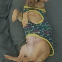 Chihuahua, Köpek  tarçın fotoğrafı