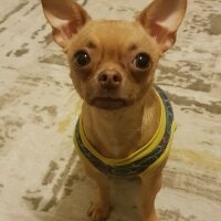 Chihuahua, Köpek  tarçın fotoğrafı