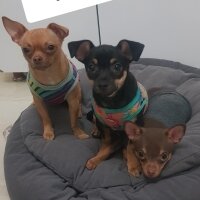 Chihuahua, Köpek  tarçın fotoğrafı