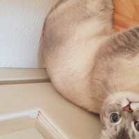 Scottish Fold, Kedi  Simba fotoğrafı