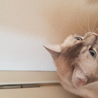 Scottish Fold, Kedi  Simba fotoğrafı