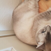 Scottish Fold, Kedi  Simba fotoğrafı