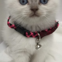 Scottish Fold, Kedi  köpük fotoğrafı
