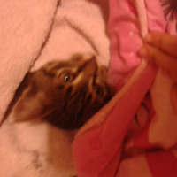 Tekir Kedi, Kedi  Kayran fotoğrafı