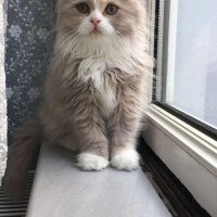 British Shorthair, Kedi  Sütlaç fotoğrafı