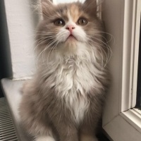 British Shorthair, Kedi  Sütlaç fotoğrafı