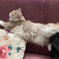 British Shorthair, Kedi  Sütlaç fotoğrafı