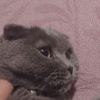 Scottish Fold, Kedi  Lucy fotoğrafı
