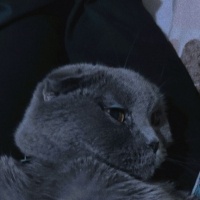Scottish Fold, Kedi  Lucy fotoğrafı