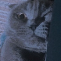 Scottish Fold, Kedi  Lucy fotoğrafı