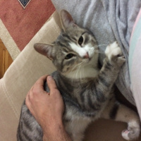 Tekir Kedi, Kedi  Rengar fotoğrafı