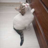 Tekir Kedi, Kedi  Minnak,minik,minnoş fotoğrafı