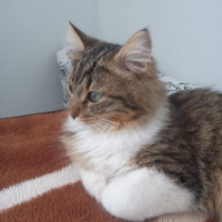 Tekir Kedi, Kedi  Minnak,minik,minnoş fotoğrafı