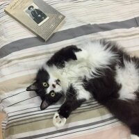 Tuxedo (Smokin) Kedi, Kedi  Huq fotoğrafı