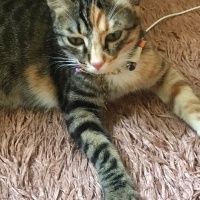 Tekir Kedi, Kedi  Luna fotoğrafı