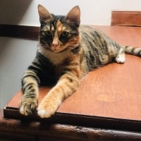 Tekir Kedi, Kedi  Luna fotoğrafı