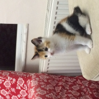 Tekir Kedi, Kedi  çörek fotoğrafı