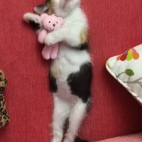 Tekir Kedi, Kedi  çörek fotoğrafı