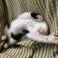 Tekir Kedi, Kedi  çörek fotoğrafı