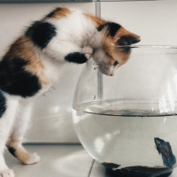 Tekir Kedi, Kedi  çörek fotoğrafı