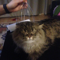Chinchilla, Kedi  Paşam fotoğrafı