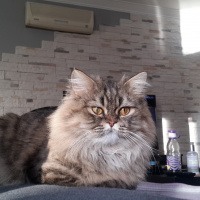 Chinchilla, Kedi  Paşam fotoğrafı